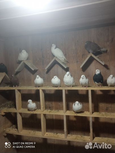 Пермские голуби