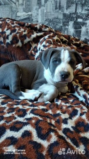 Шикарный парень