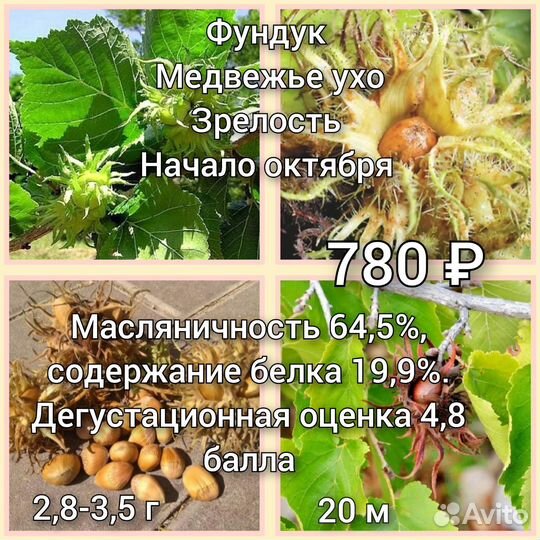 Саженцы фундука