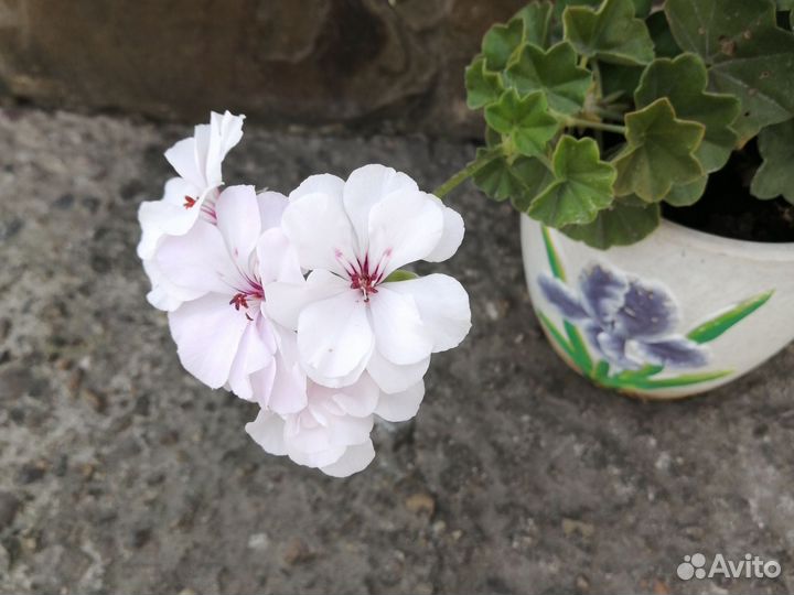 Пеларгония герань