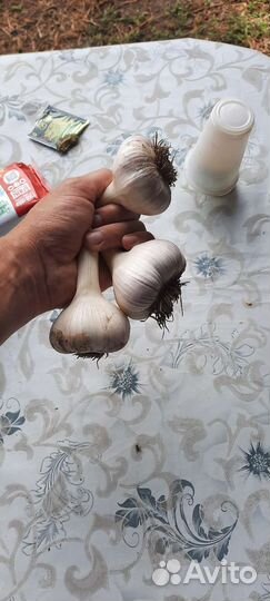 Озимый Чеснок