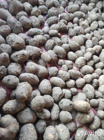 Продам картофель домашний, семенной