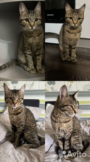 Котенок девочка очень ласковая