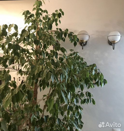 Фикус Бенджамина, двухцветный, 2 дерева