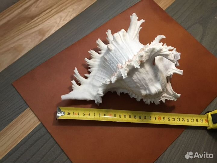 Морские раковины