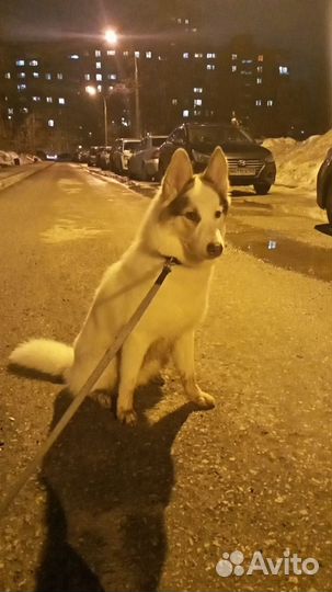 Вязка кобель