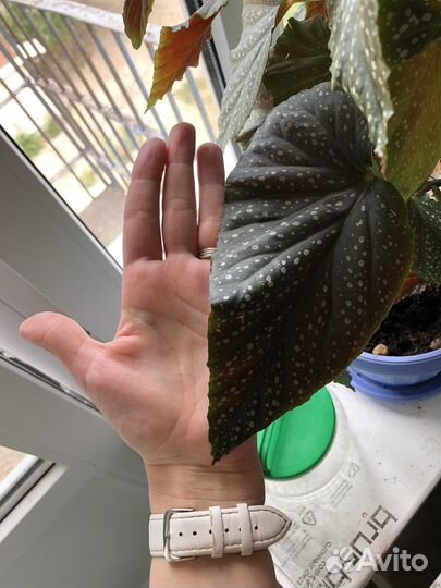 Цветы бесплатно