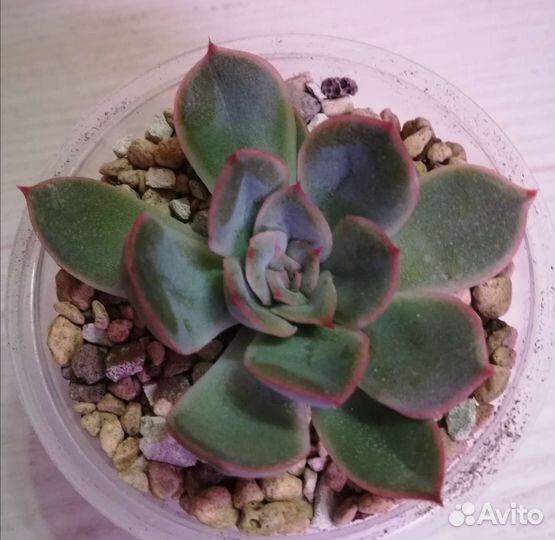 Суккуленты