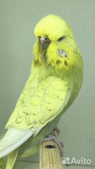 Продаются ввп -Чехи