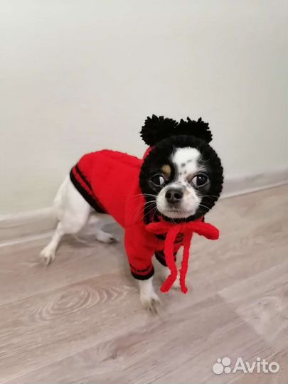 Одежда для животных