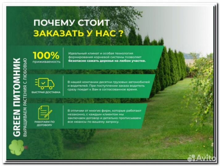 Туя в ассортименте:Смарагд,Брабант,Колумна