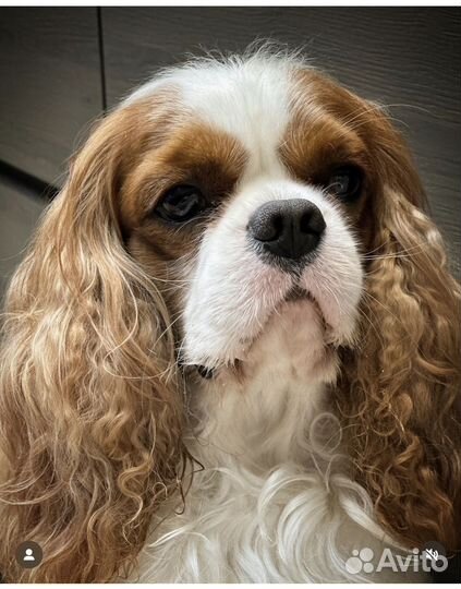 Вязка кобель Кавалер кинг чарльз спаниель