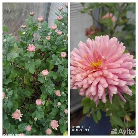 Хризантемы