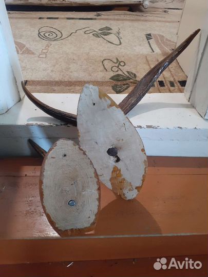 Рога лося на медальоне