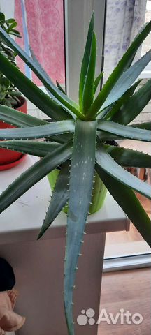 Алоэ лечебный