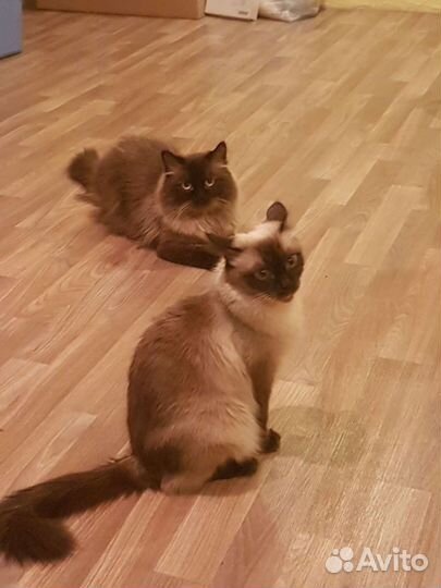 Невская маскарадная котята