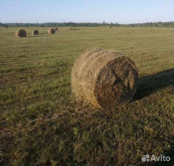 Сено в рулонах
