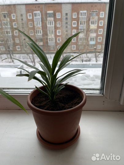 Комнатные цветы драцена