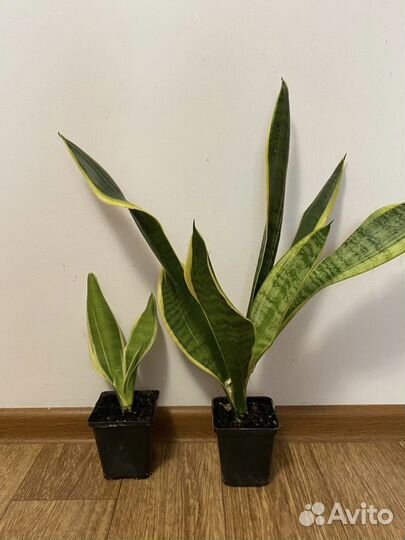 Сансевиерия лауренти с золотисто-желтой окантовкой