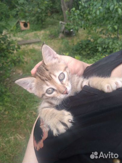 Котята в добрые руки умные сильные