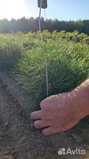 Сеянцы ели европейской окс от производителя