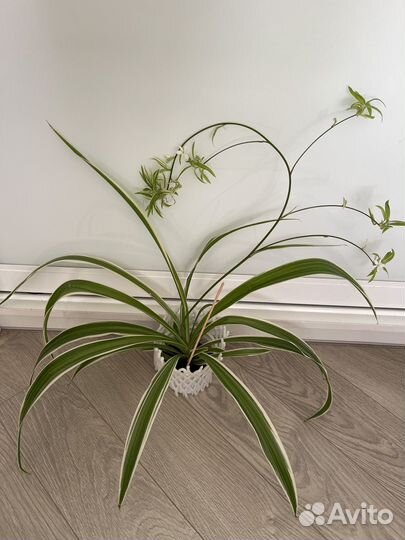 Хлорофитум