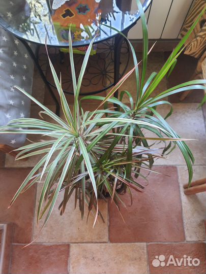 Драцена,хойя,колеус,аглаонема