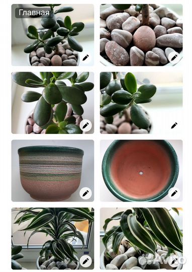 Цветочки + горшок