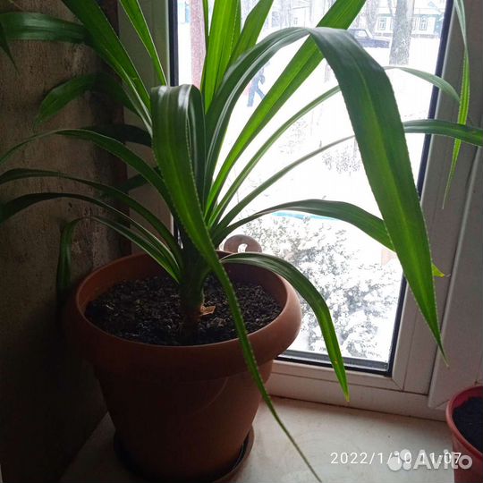 Панданус, денежное дерево