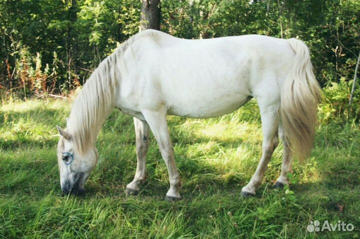 Лошадь в аренду