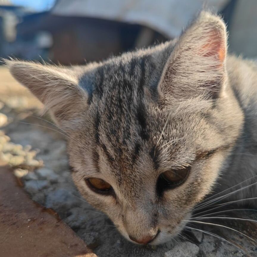 Котенок котейка котейка котейка котейка