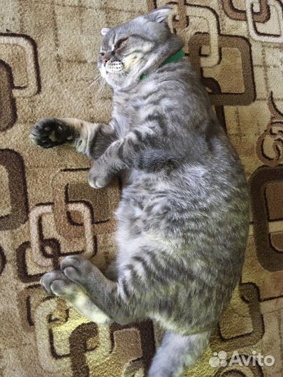 Кот