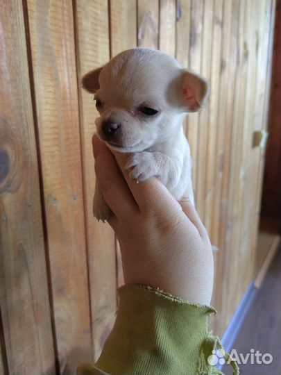 Девчуля чихуахуа