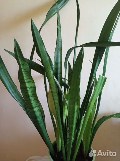 Сансевиерия
