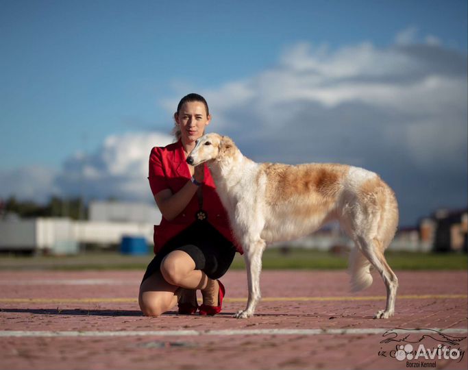 Хендлер в Санкт-Петербурге