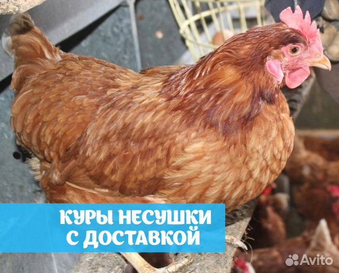 Куры несушки