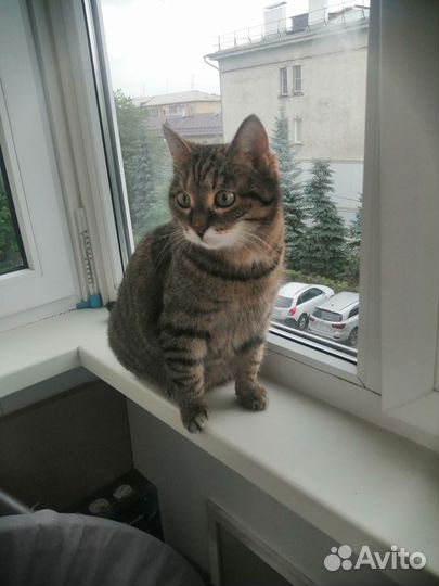 Отдам бесплатно в добрые руки кота