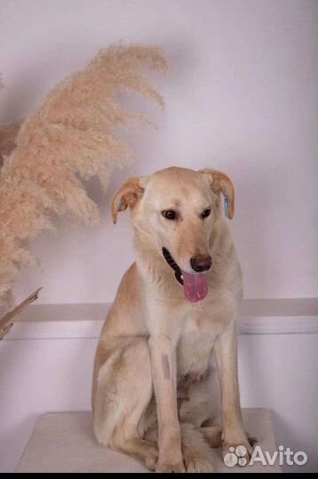 Собака девочка Маша