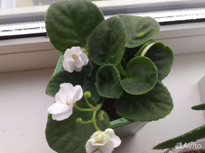 Комнатные цветы