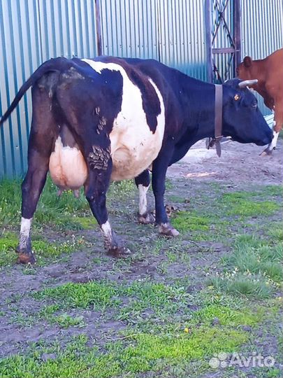 Продам коров