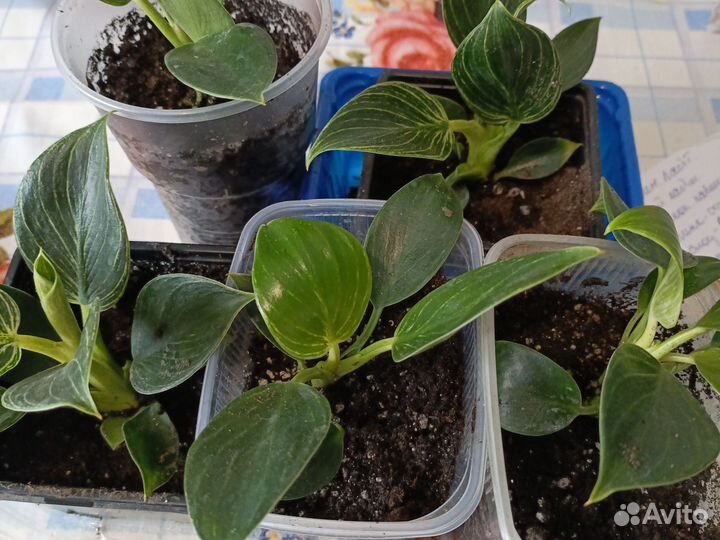 Филодендрон биркин