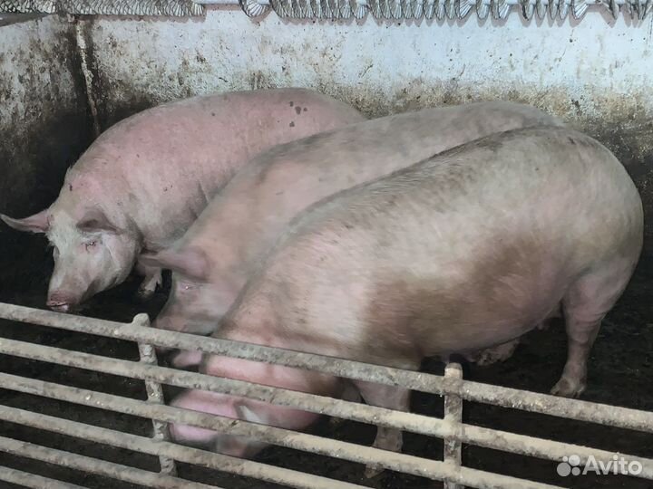 Мясо свинина, телятина