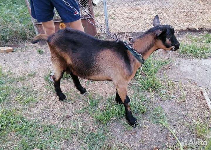 Альпийский козлик на племя