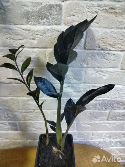 Замиокулькас черный равен