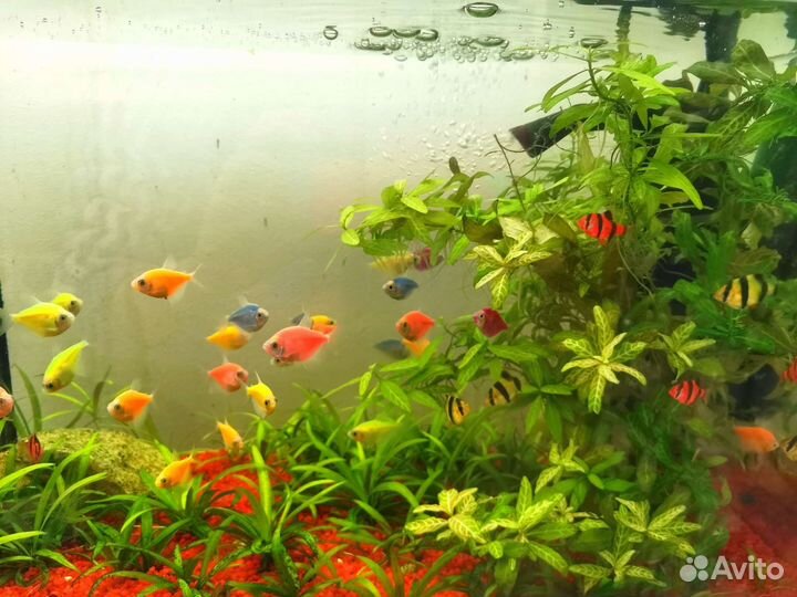 Тернеции гло glofish, данио гло
