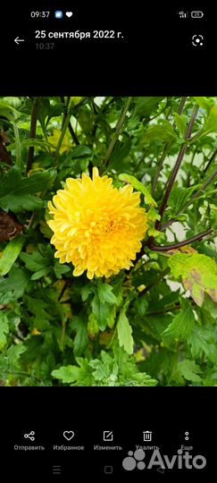 Хризантемы рассада