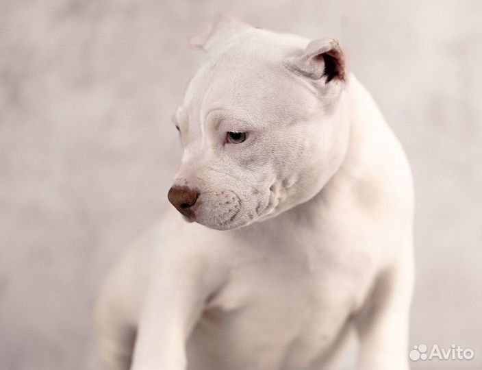 Американский булли щенок девочка