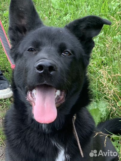 Собака в добрые руки