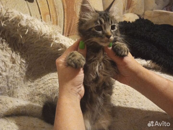 Продаем котенка мейн кун