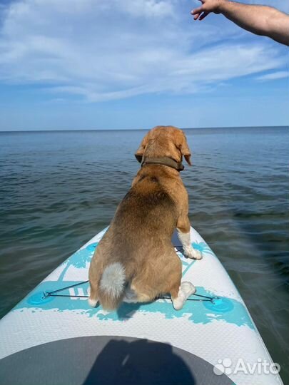 Аренда SUP Board / Сап борда